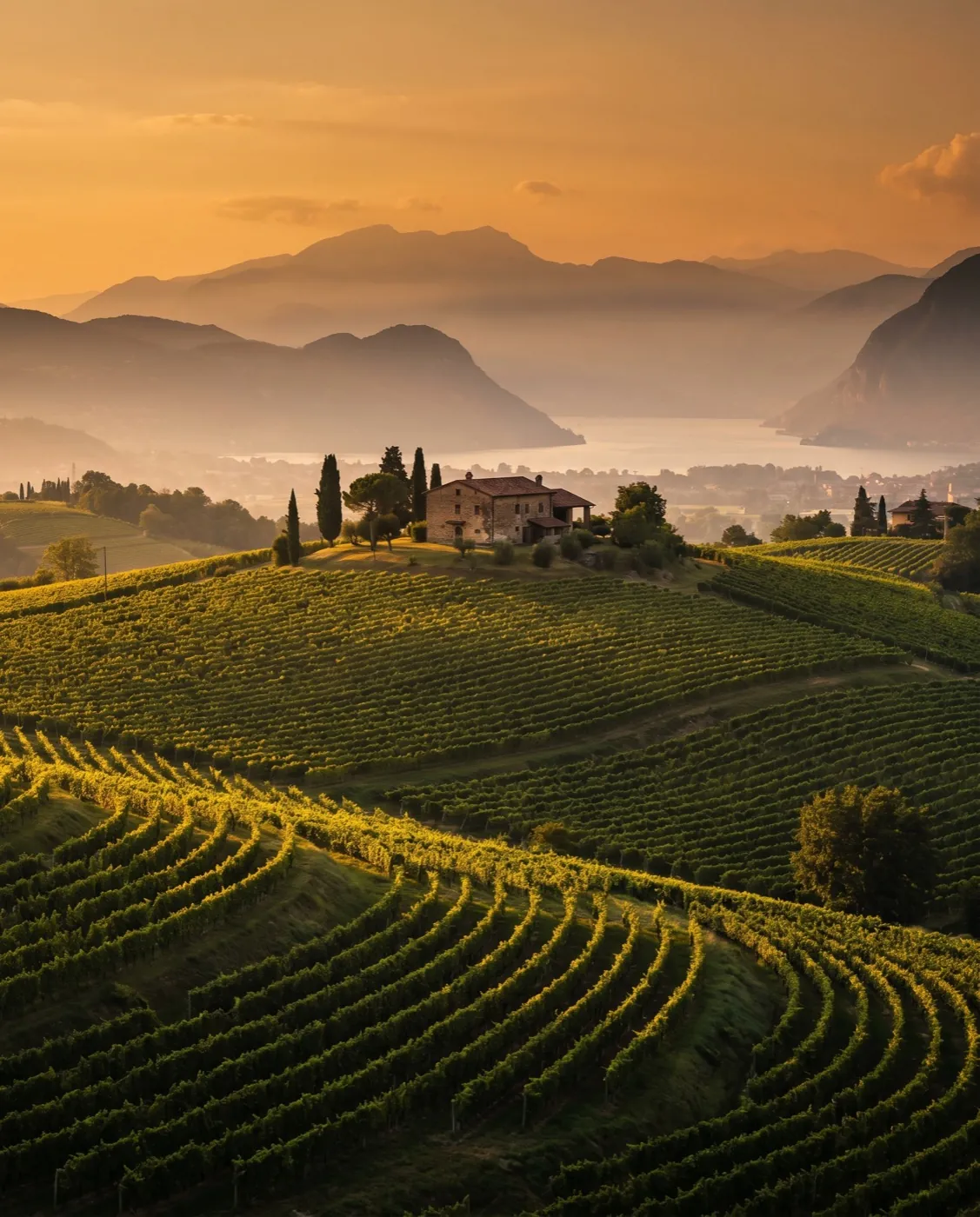 Colline di vigneti della Franciacorta al tramonto (immagine illustrativa)